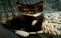 Persian cats for sale: Persian x kittens - Image 13