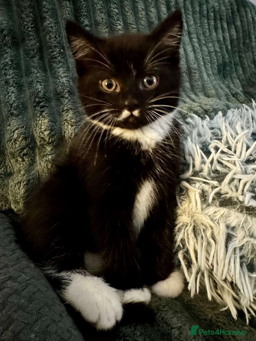Persian cats for sale: Persian x kittens - Image 13