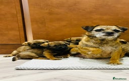 Border Terrier dogs for sale: KC REGISTERED BORDER TERRIER PUPS - Image 7