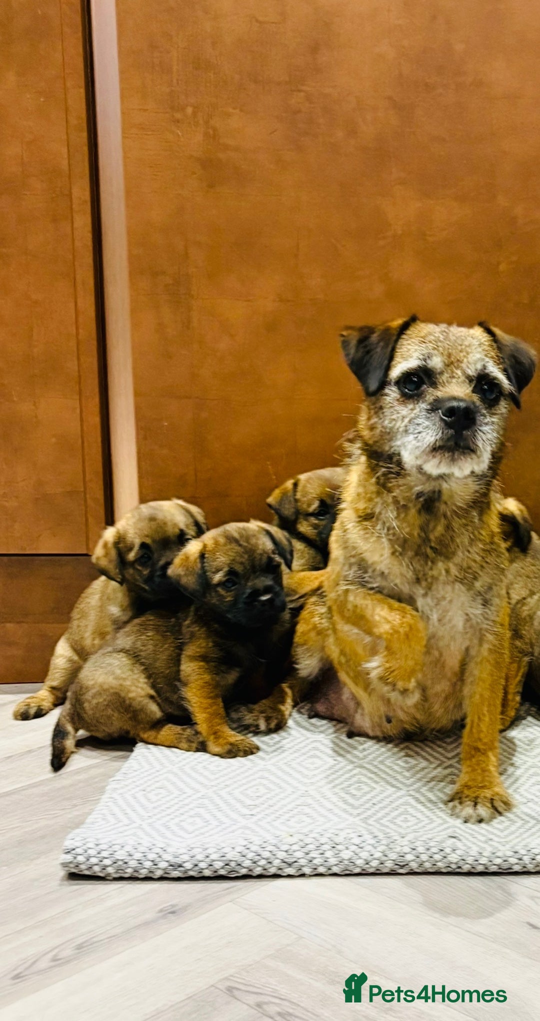 Border Terrier dogs for sale: KC REGISTERED BORDER TERRIER PUPS - Image 7