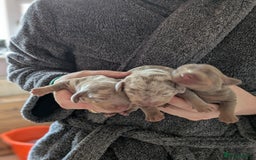 Miniature Dachshund dogs for sale: 3 beautiful puppies for sale  - Image 2