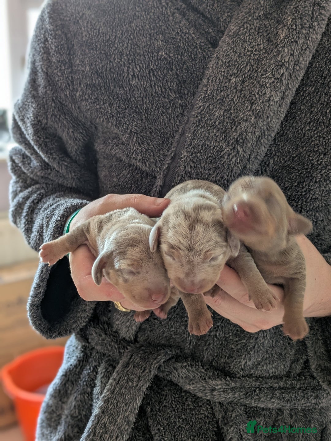 Miniature Dachshund dogs for sale: 3 beautiful puppies for sale  - Image 2
