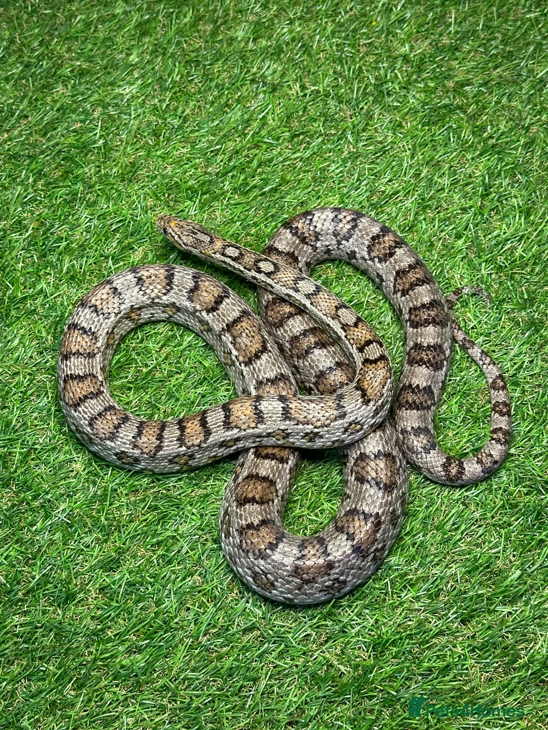 Corn Snake reptiles for sale: Corn Snakes - Advert 3