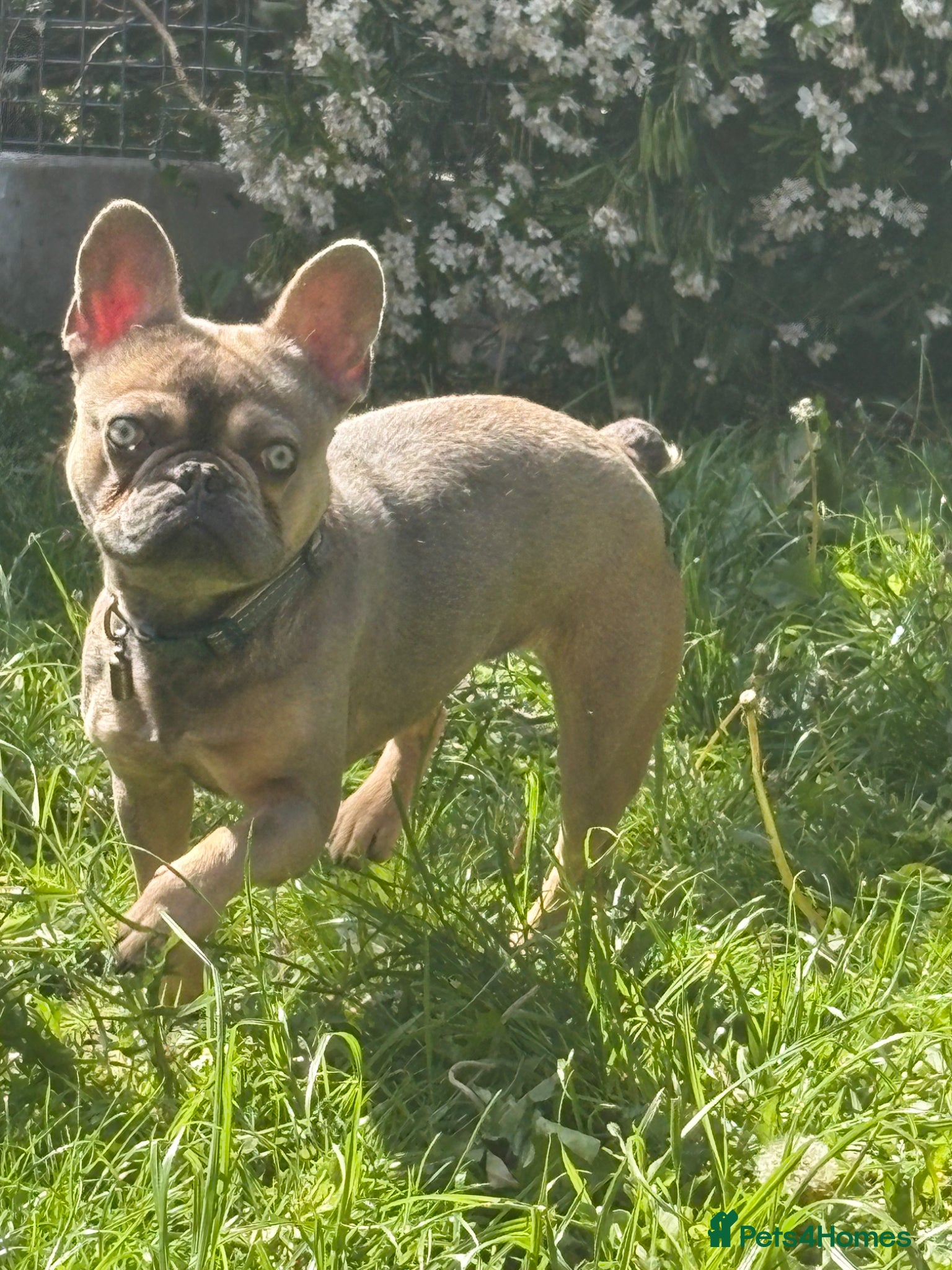 French Bulldog dogs for sale: Female French bulldog - Advert 1