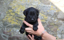 Labrador Retriever dogs for sale: Working Labrador Puppies  - Image 4