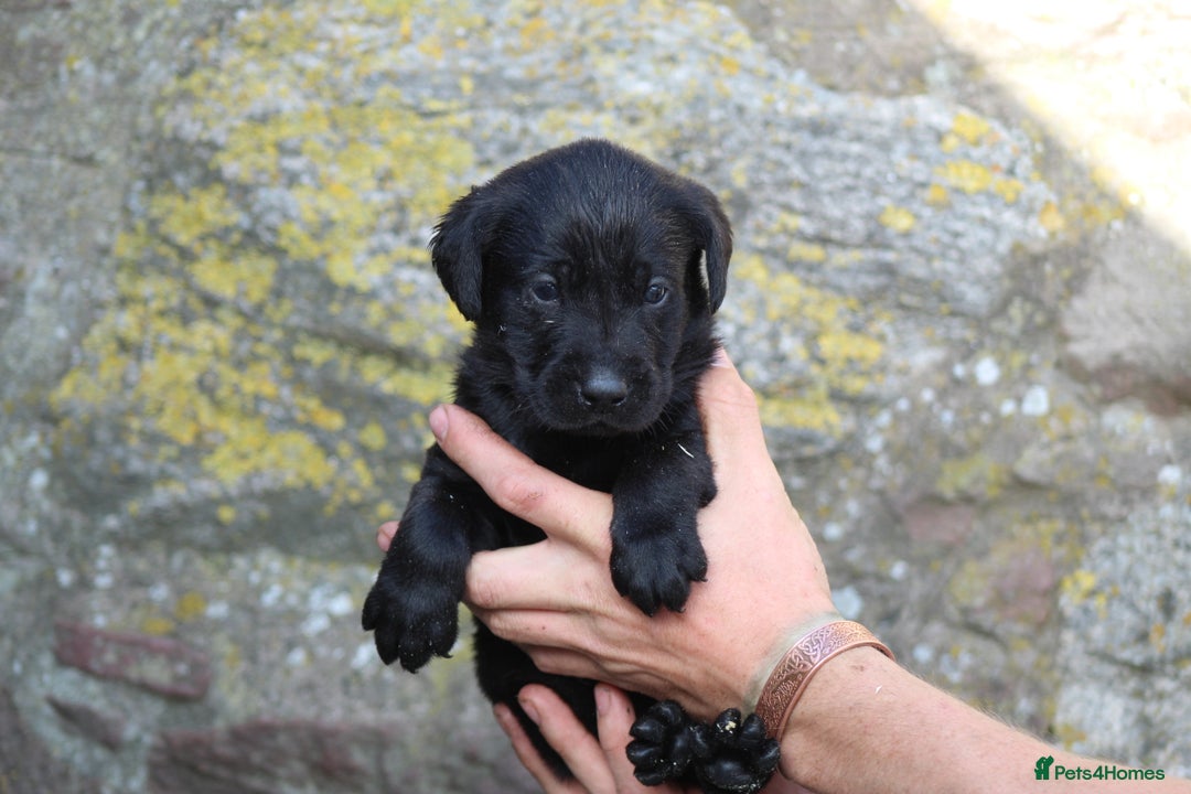 Labrador Retriever dogs for sale: Working Labrador Puppies  - Image 4
