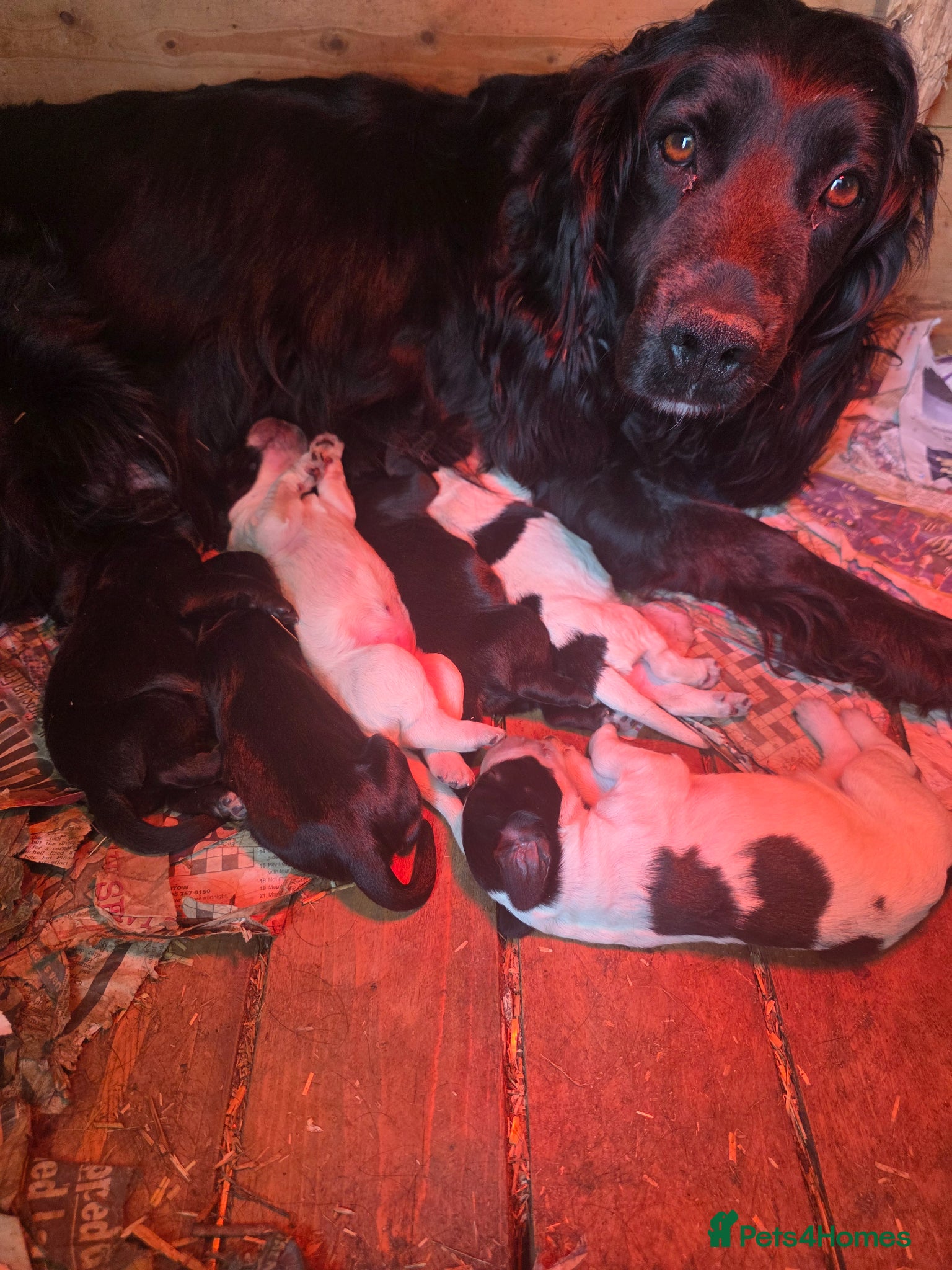 Cocker Spaniel dogs Cocker Spaniel Puppies - Advert 1