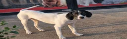Pointer dogs for adoption: Oliver.From Broken to Brave.Ready for Forever Home - Advert 8