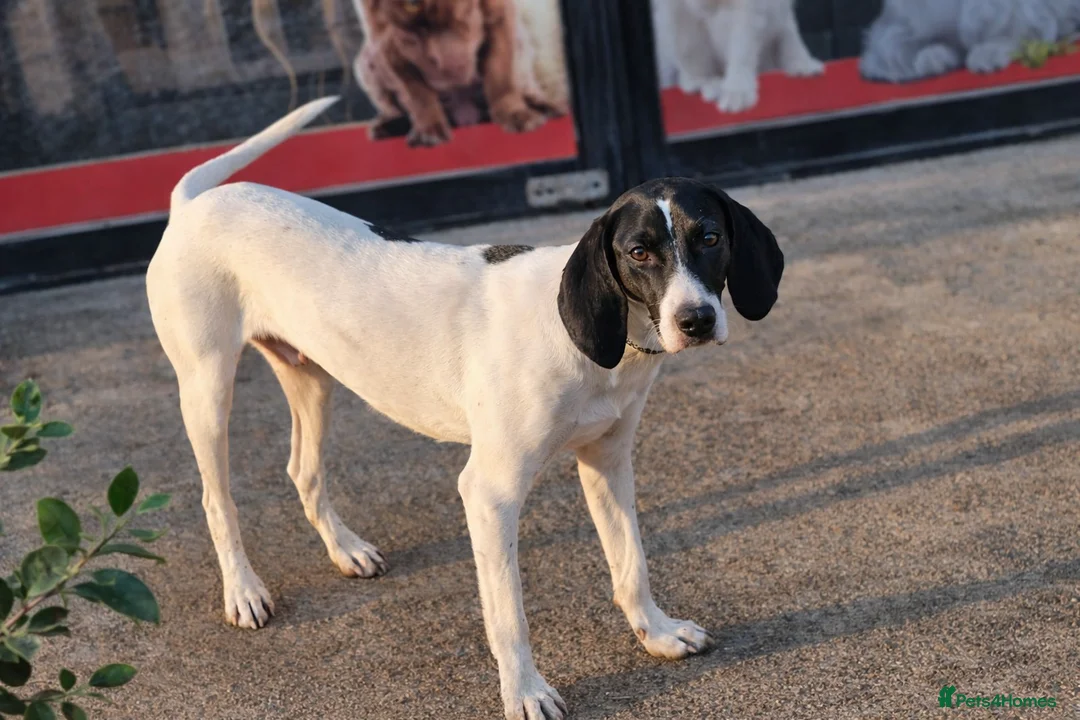 Pointer dogs for adoption: Oliver.From Broken to Brave.Ready for Forever Home - Advert 8