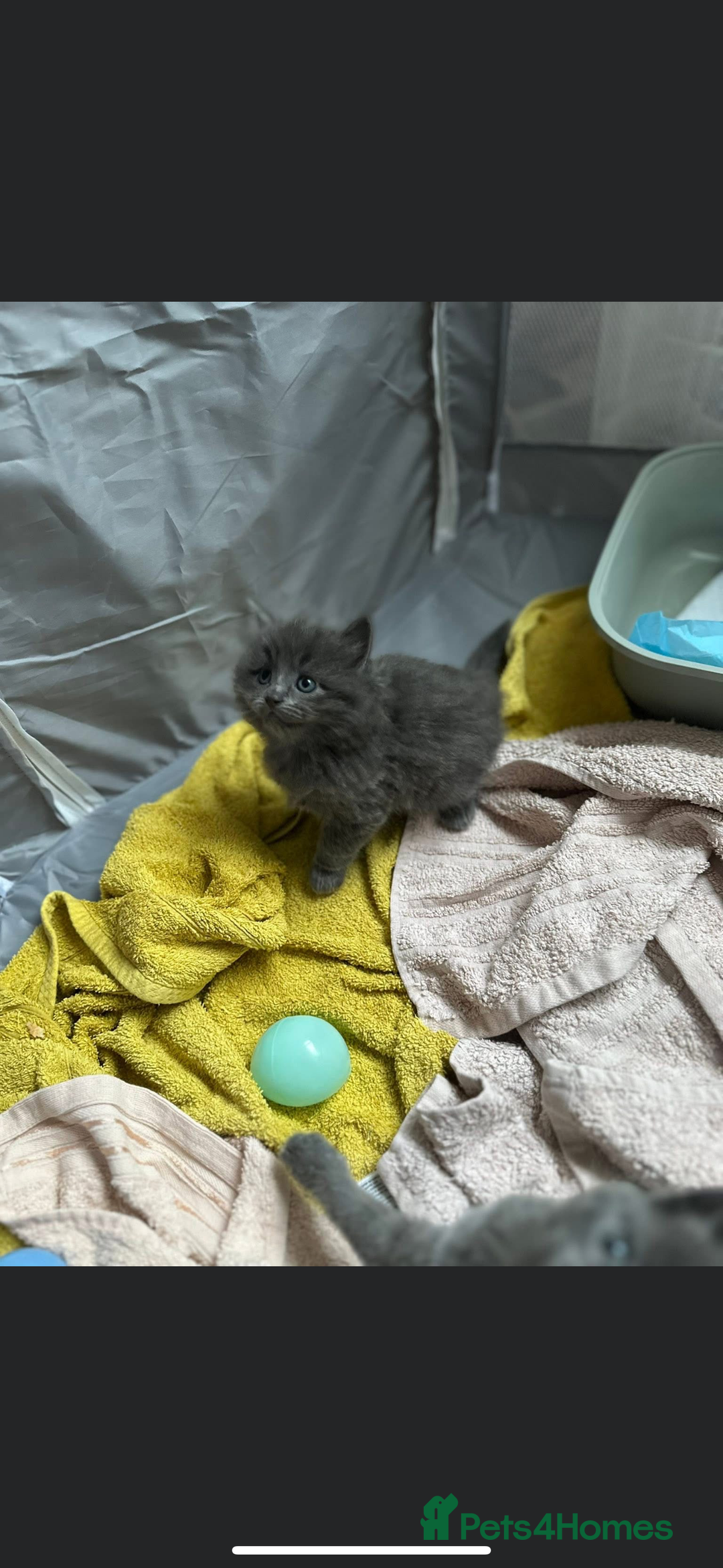 Mixed Breed cats for sale: Two stunning grey female kittens for sale  - Advert 6