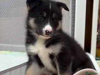 Shepsky dogs STUNNING SHEPSKY PUPPIES! - Advert 14