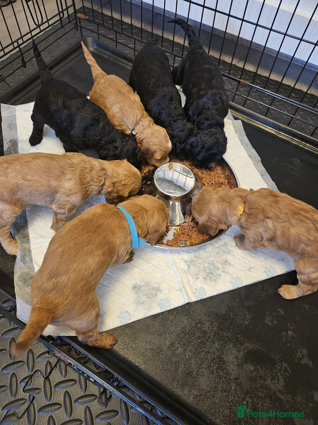 Cockapoo dogs for sale: ✨️  F1B Cockapoo Puppies 1 reserved ✨️ - Image 13
