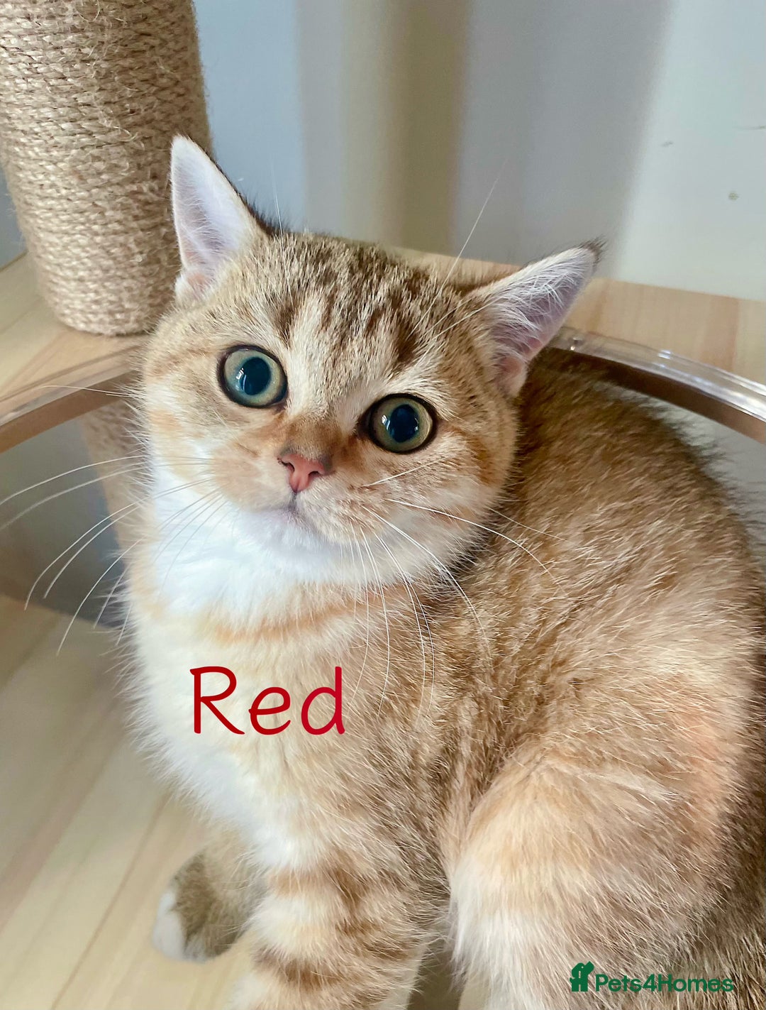 British Shorthair cats for sale: Golden BSH  - Image 9