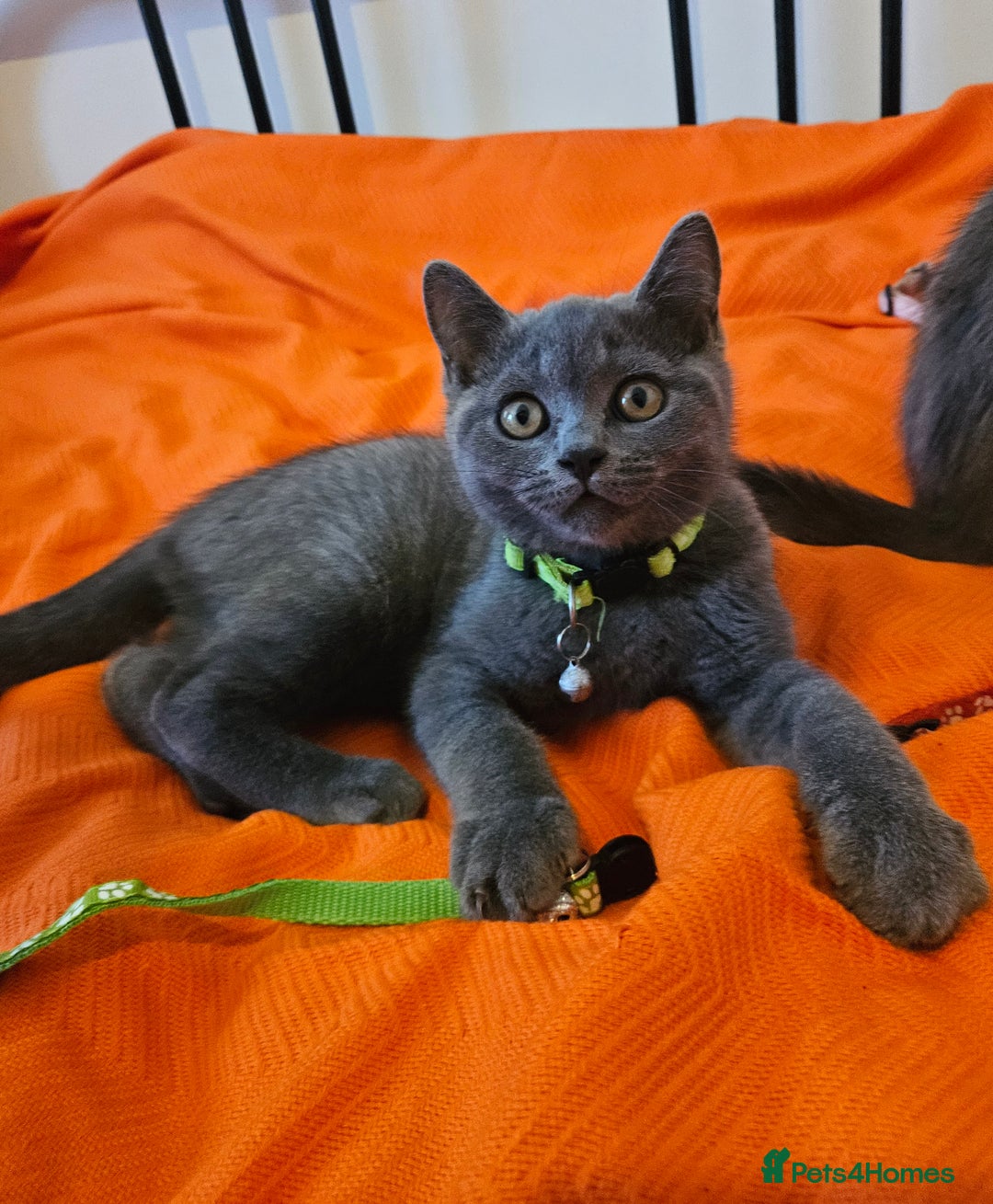 British Shorthair cats for sale: British Shorthair  - Image 7
