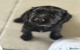 Cocker Spaniel dogs for sale: Kc reg, working bred cocker spaniels - Image 12