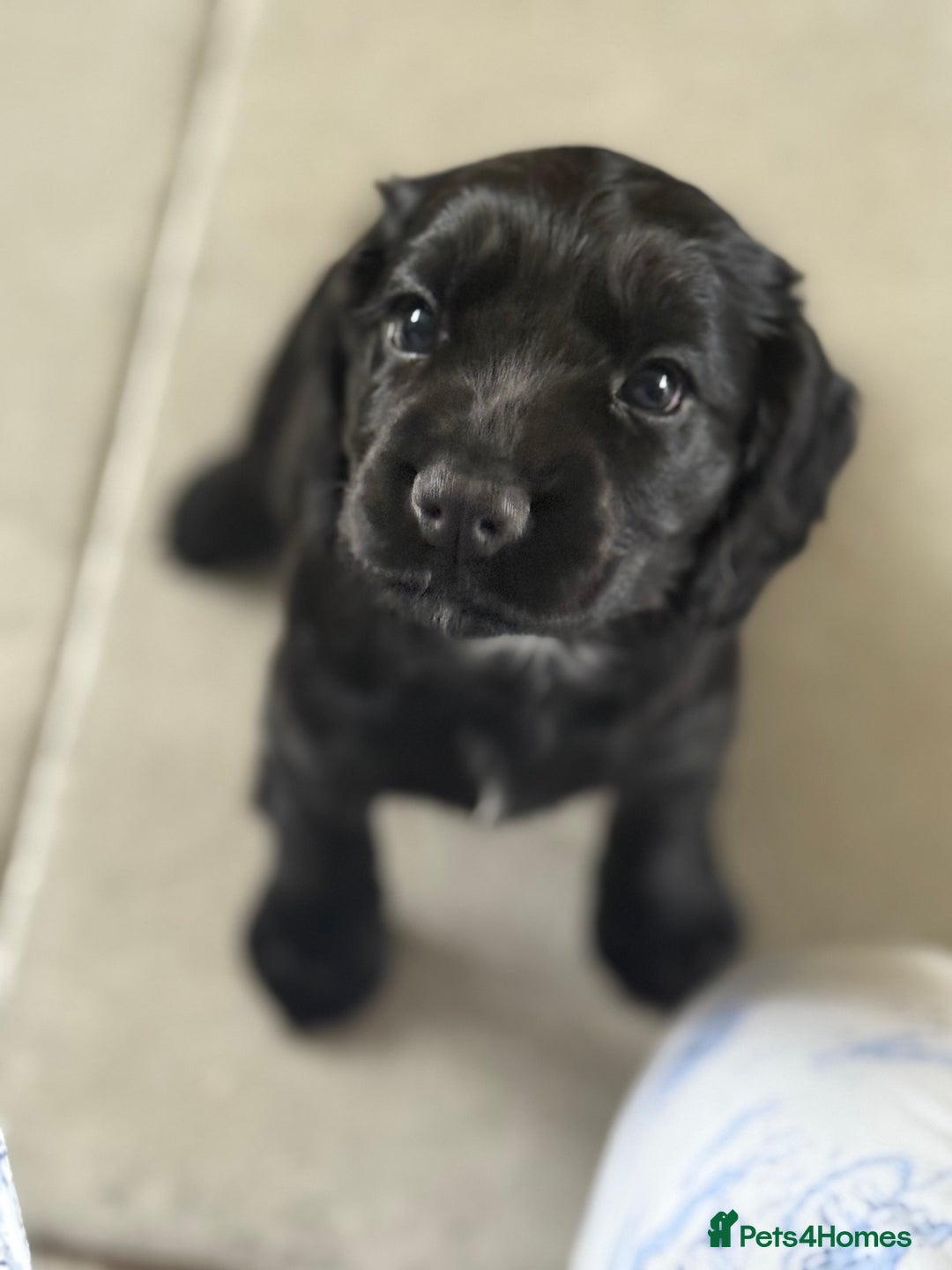 Cocker Spaniel dogs for sale: Kc reg, working bred cocker spaniels - Image 12
