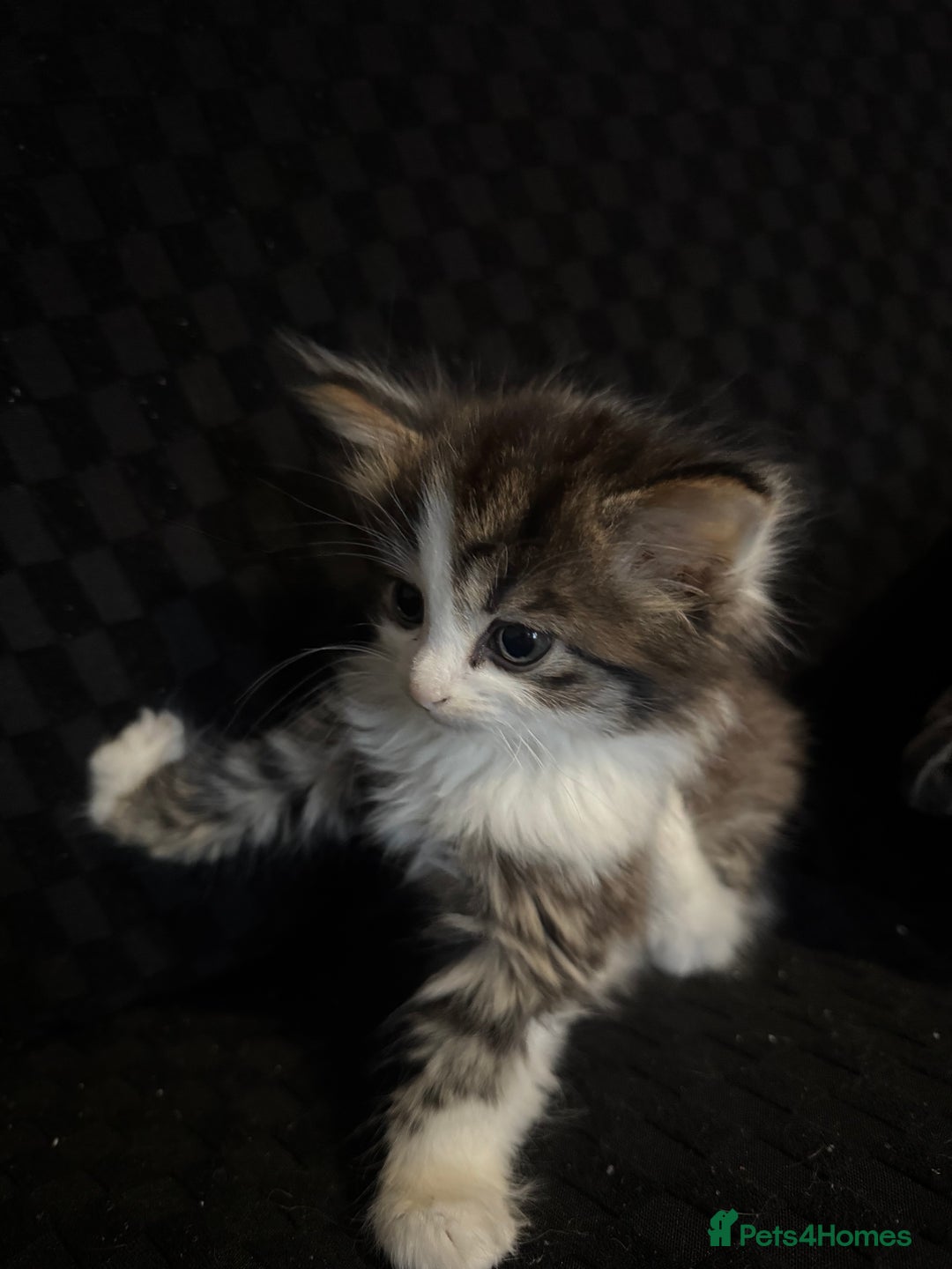 Mixed Breed cats for sale: Part Maine coon kittens - Advert 24