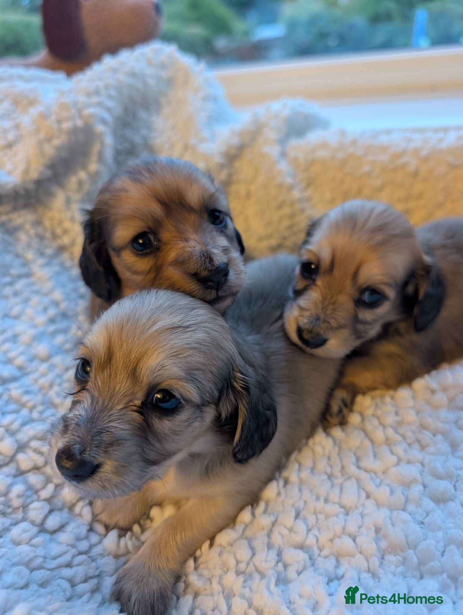 Miniature Dachshund dogs 3 Miniature Dachshund Long-Haired Shaded Cream  - Advert 1