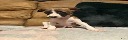 Whippet dogs for sale: Stunning Whippet Puppies 1 Girl & 6 Boys - Advert 9
