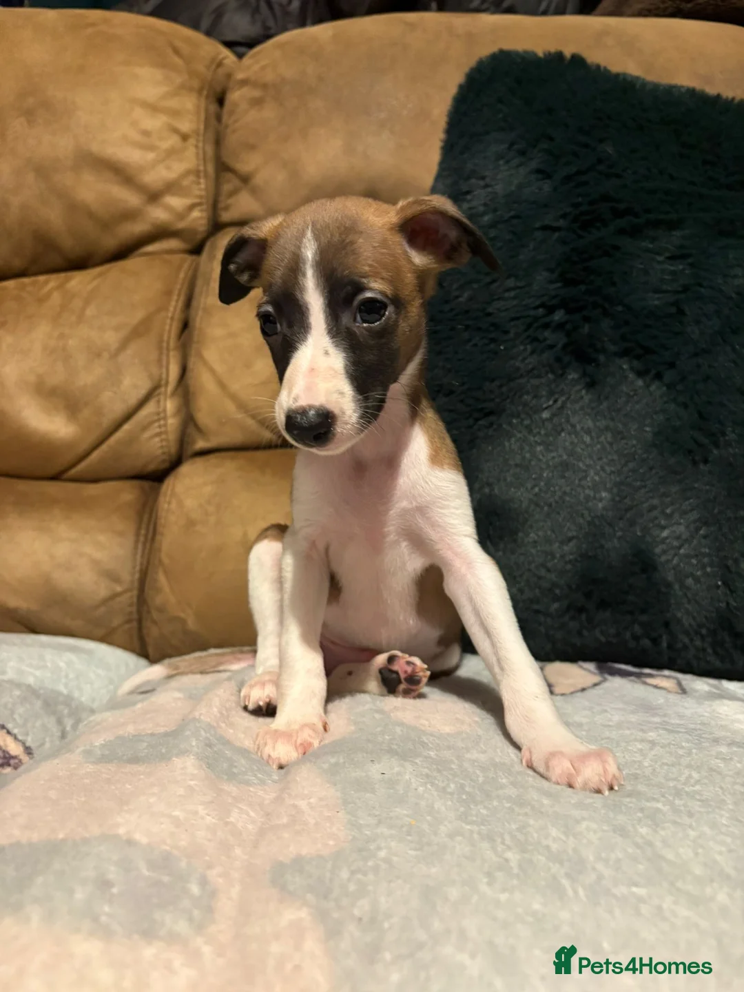 Whippet dogs for sale: Stunning Whippet Puppies 1 Girl & 6 Boys - Advert 9