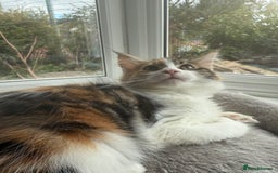 Maine Coon cats for sale: GCCF pedigree Maine Coons  - Image 3