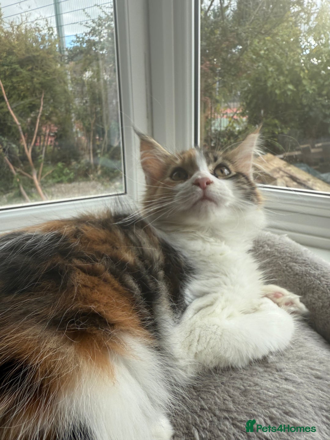 Maine Coon cats for sale: GCCF pedigree Maine Coons  - Image 3