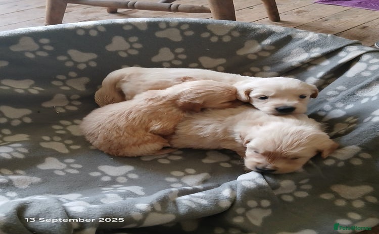 Golden Retriever dogs - Advert 1