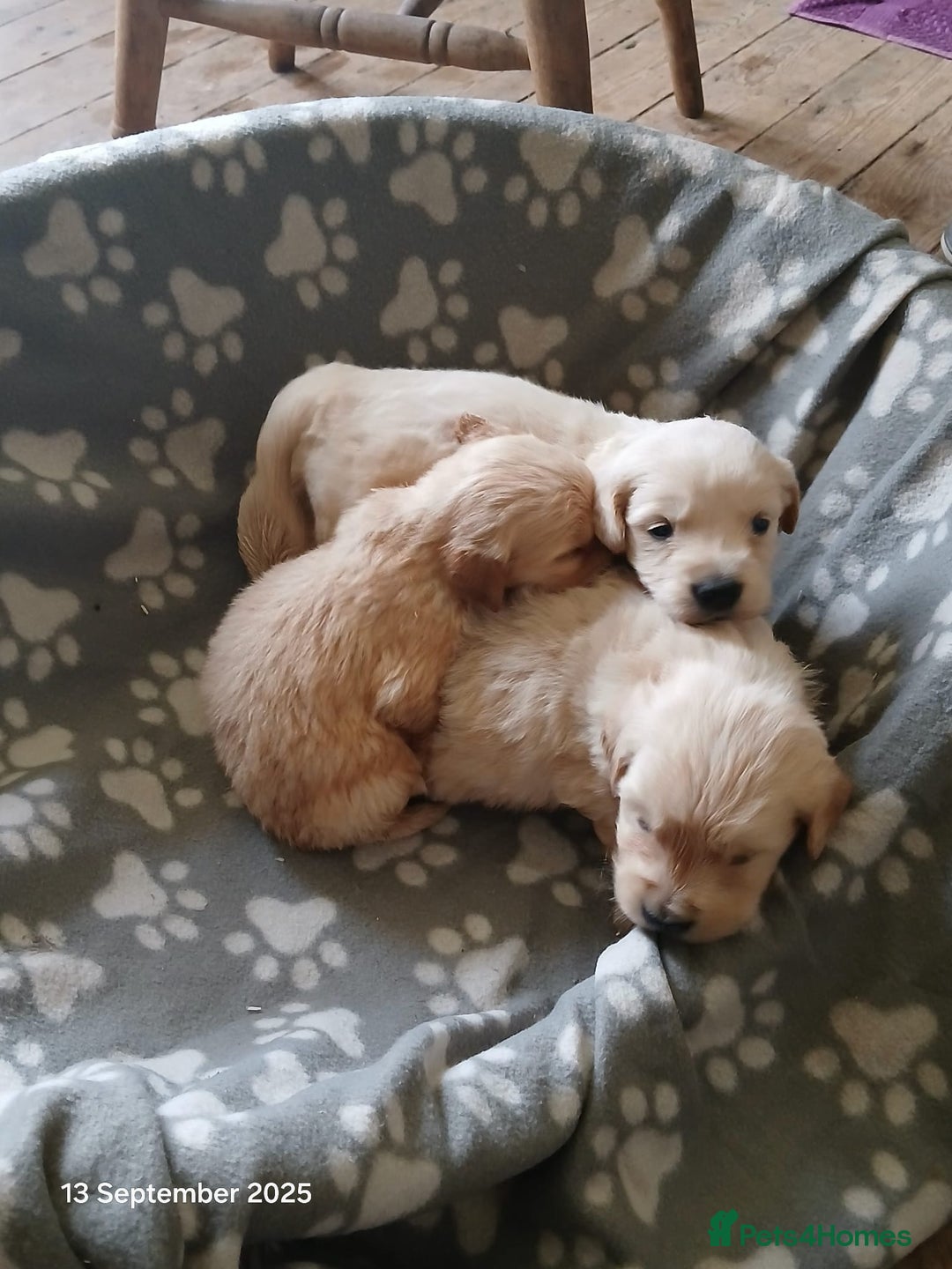 Golden Retriever dogs for sale: KC Registered Golden Retriever Pups - Image 1