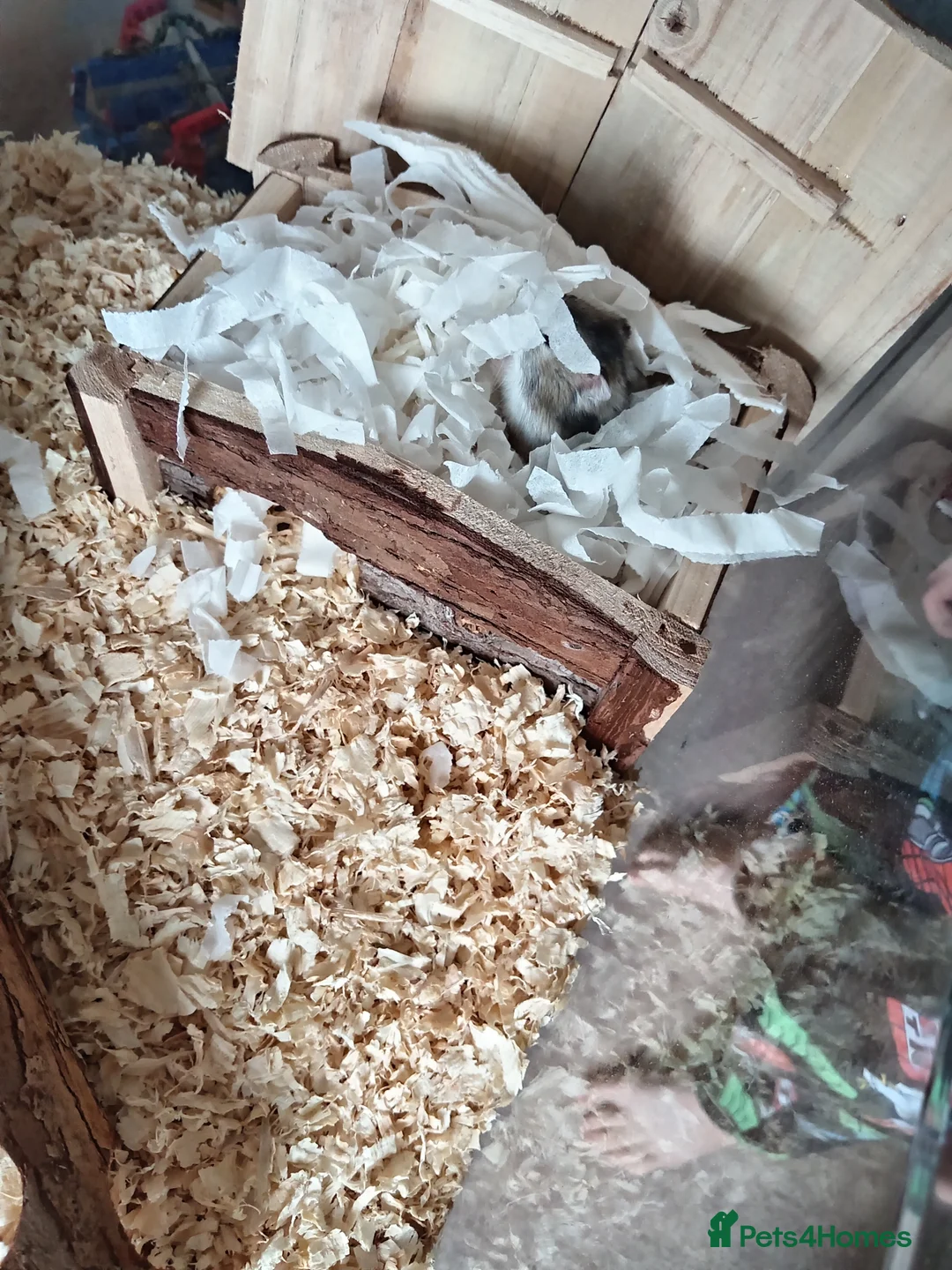 Hamster rodents for sale: Dwarf hamster - Advert 2