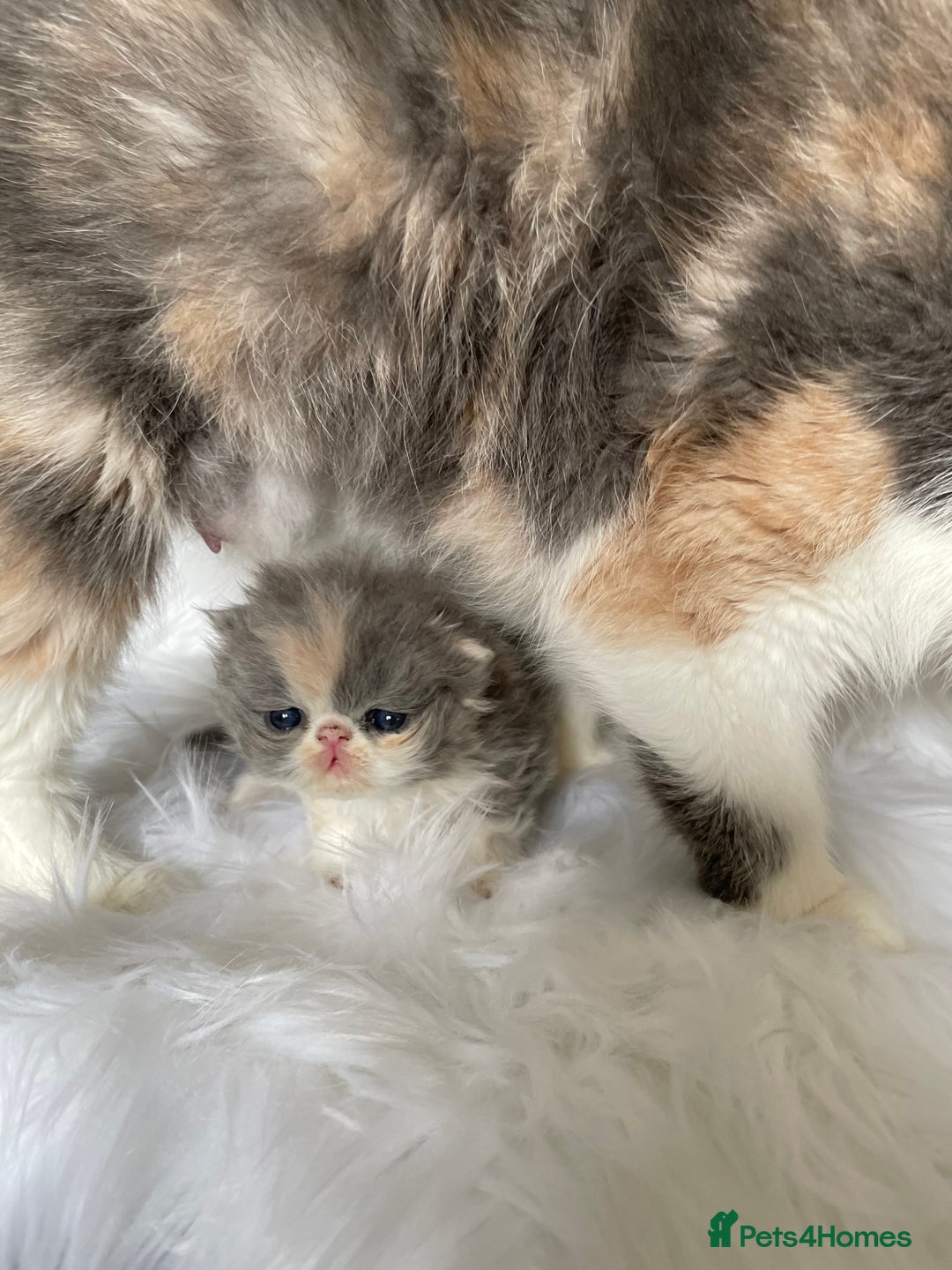 Persian cats for sale: 💗CHAMPION LINES PERSIAN GIRL GCCF 💗 - Advert 4