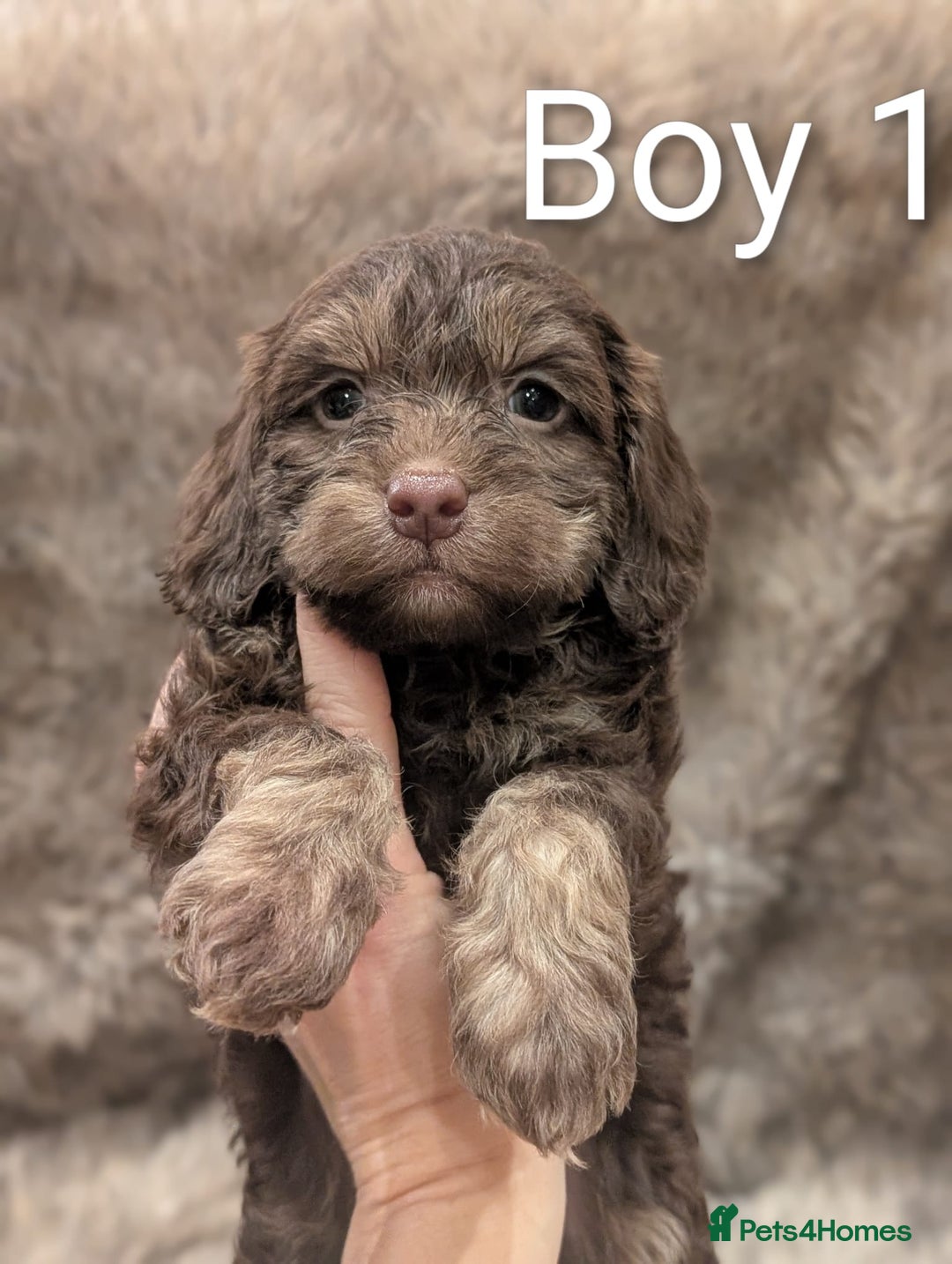 Cockapoo dogs for sale: Ready Soon Stunning Cockapoo Puppies - Advert 5