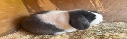 Mini Lop rabbits for sale: Trio of breeding mini lops  - Advert 2