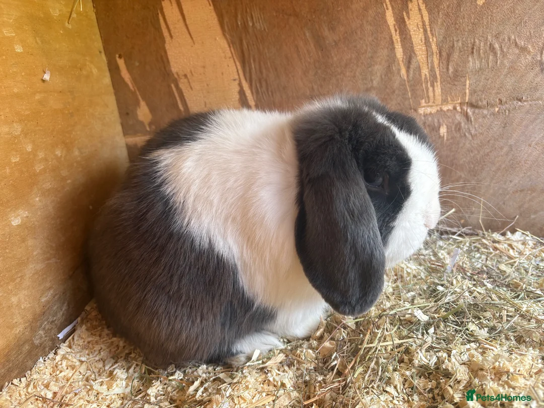 Mini Lop rabbits for sale: Trio of breeding mini lops  - Advert 2