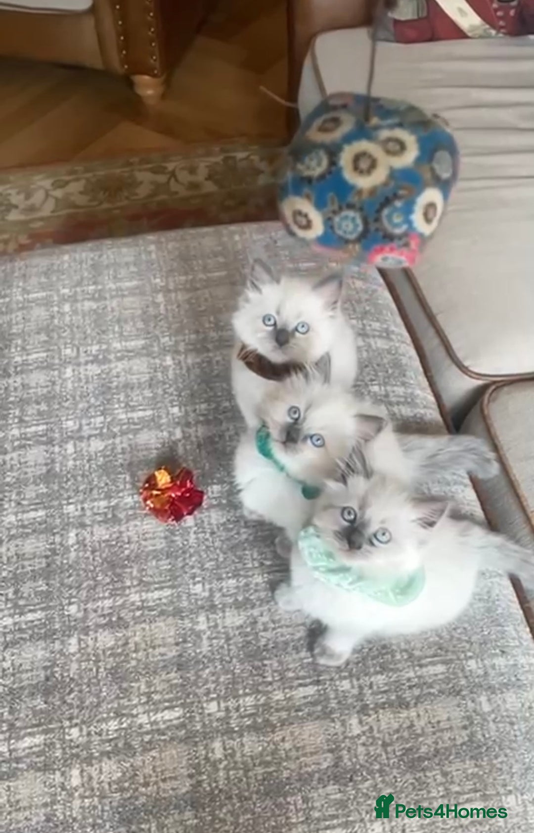 Ragdoll cats for sale: 3 Left! Gorgous blue point girls available🐾 - Image 2