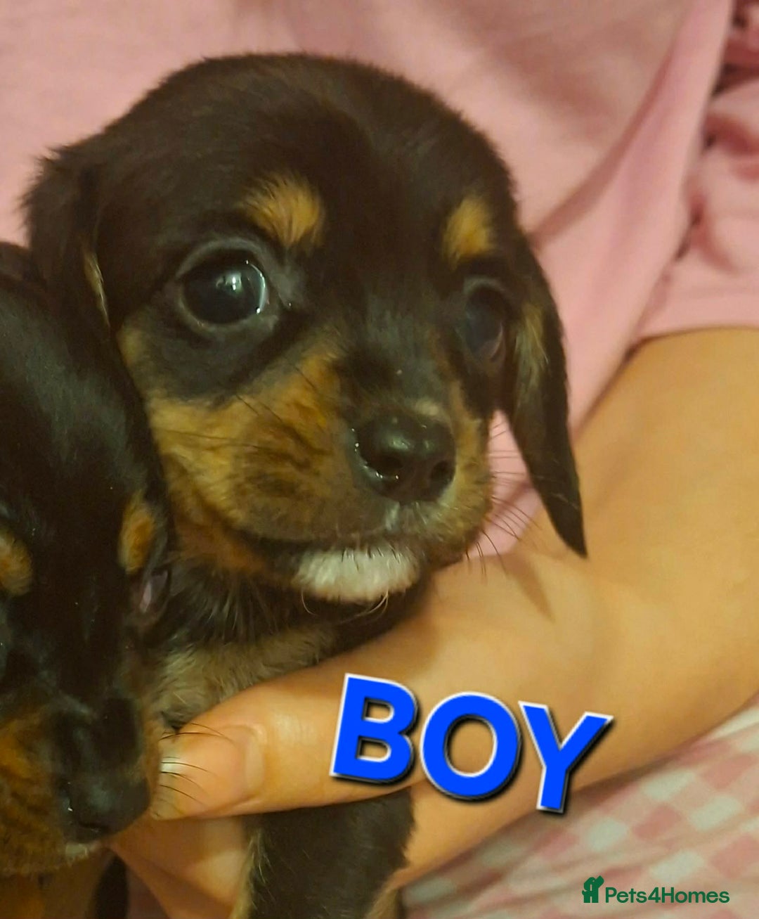 Mixed Breed dogs for sale: Beautiful dashaliers  - Advert 4