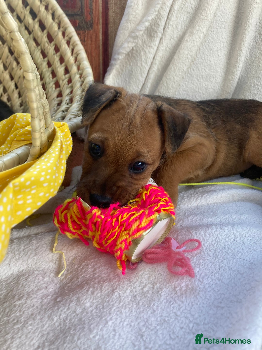 Lakeland Terrier dogs for sale: Lakeland terrier  - Image 3