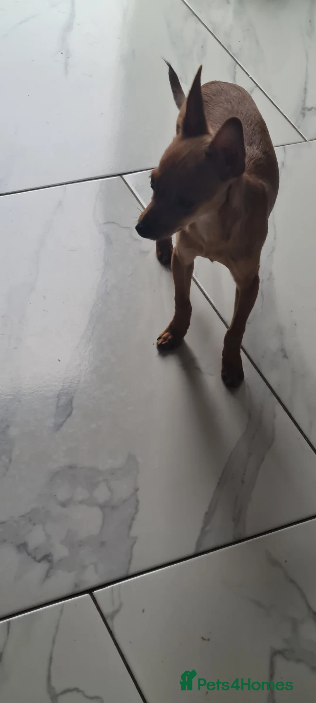 Mixed Breed dogs for sale: Attention... left 2 boys mixed chihuahua for sale - Advert 2