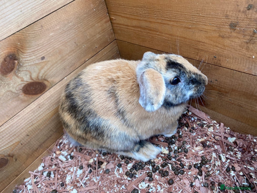 Mini Lop rabbits for sale: Female rabbit  - Image 3