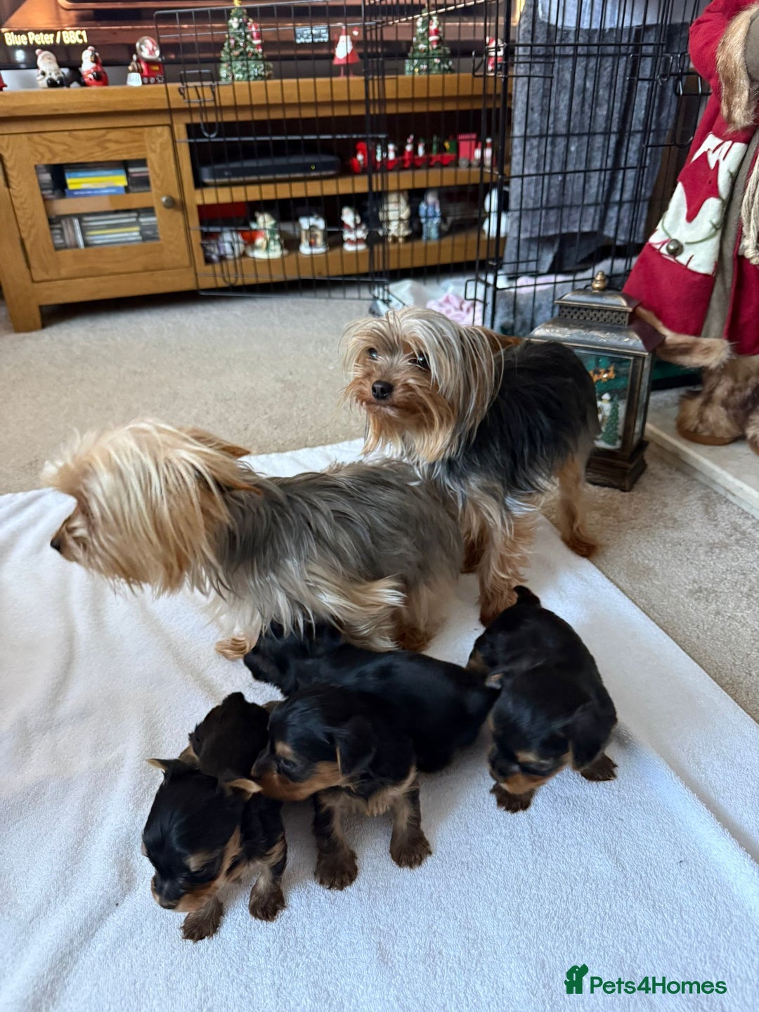 Yorkshire Terrier dogs for sale: Tiny Yorkshire Terriers - Advert 11