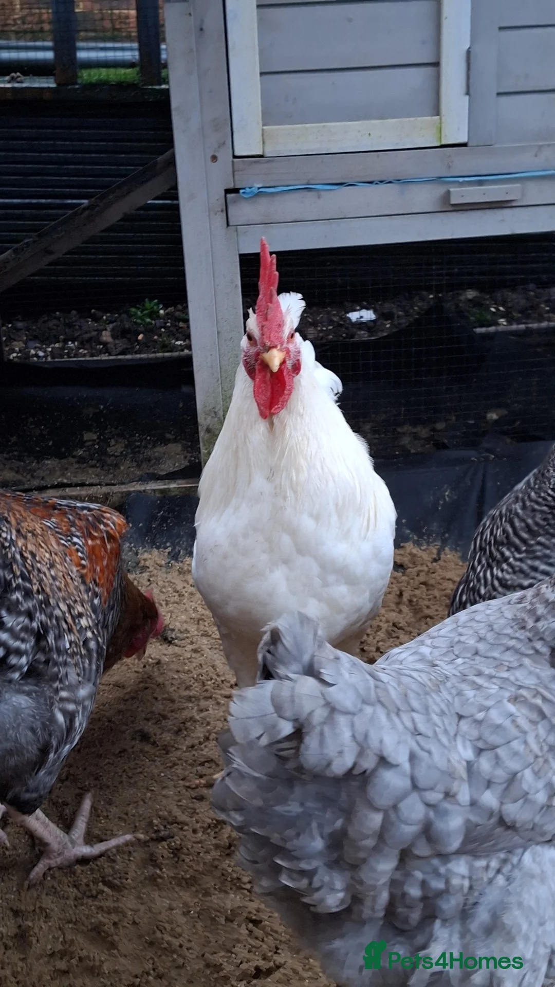 Chickens poultry for sale: Cockerel - Advert 3