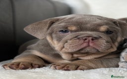 English Bulldog dogs for sale: British bulldog  - Image 19