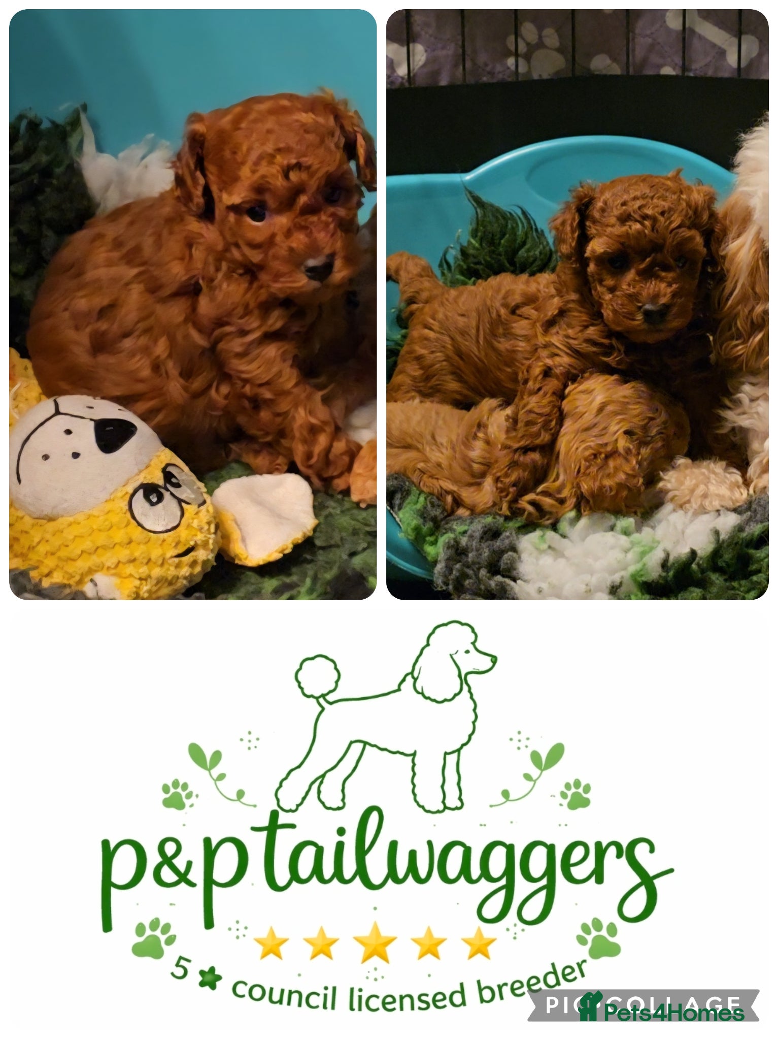 Toy Poodle dogs Last one Exquisite purebreed toy poodle female  - Advert 13