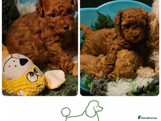 Toy Poodle dogs Last one Exquisite purebreed toy poodle female - Advert 13