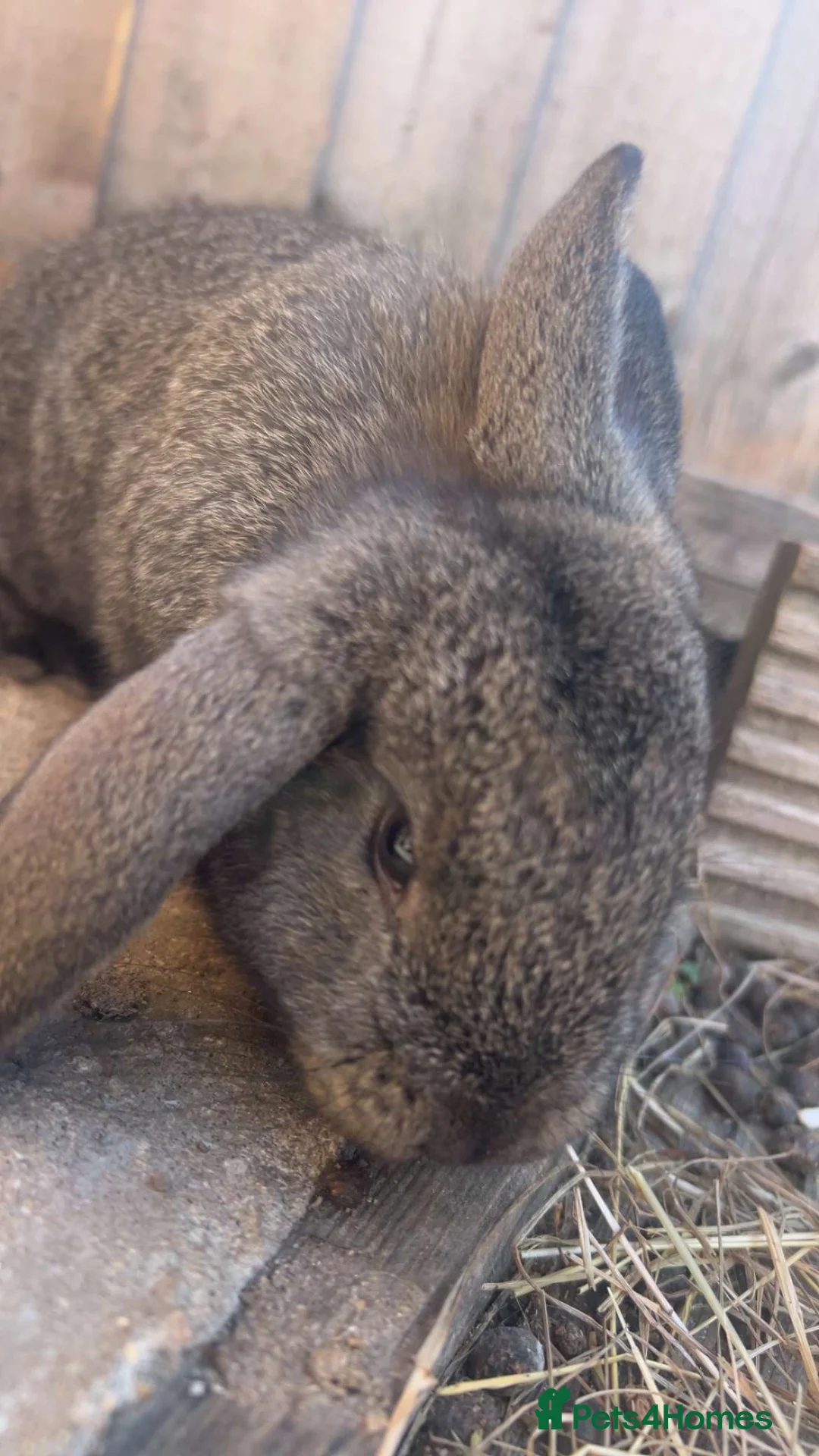 Mixed Breed rabbits for sale: Gorgeous French lop cross in Deal - Advert 2