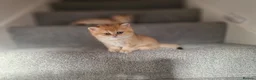 British Shorthair cats for sale: Stunning British Shorthair Golden Chinchilla - Advert 11