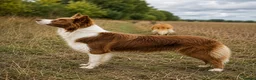 Border Collie dogs for sale: TRAINED BORDER COLLIE DOG BRED FOR TEMPERAMENT - Advert 3