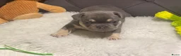 French Bulldog dogs for sale: 🐾Outstanding litter of 6 💙💖 - Advert 13