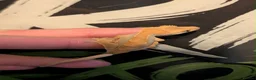Gecko reptiles for sale: CB26 crested gecko  - Advert 4