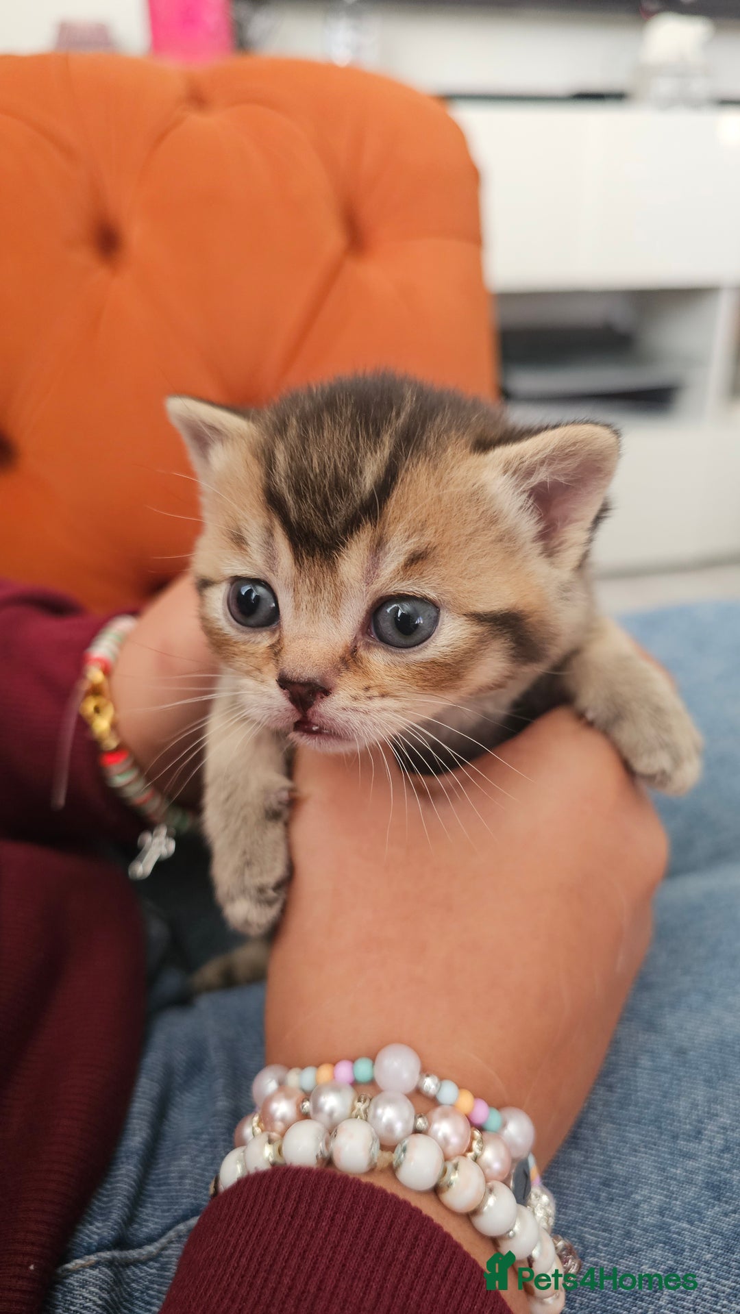 British Shorthair cats for sale: British shorthairs and Scottish straights - Advert 5