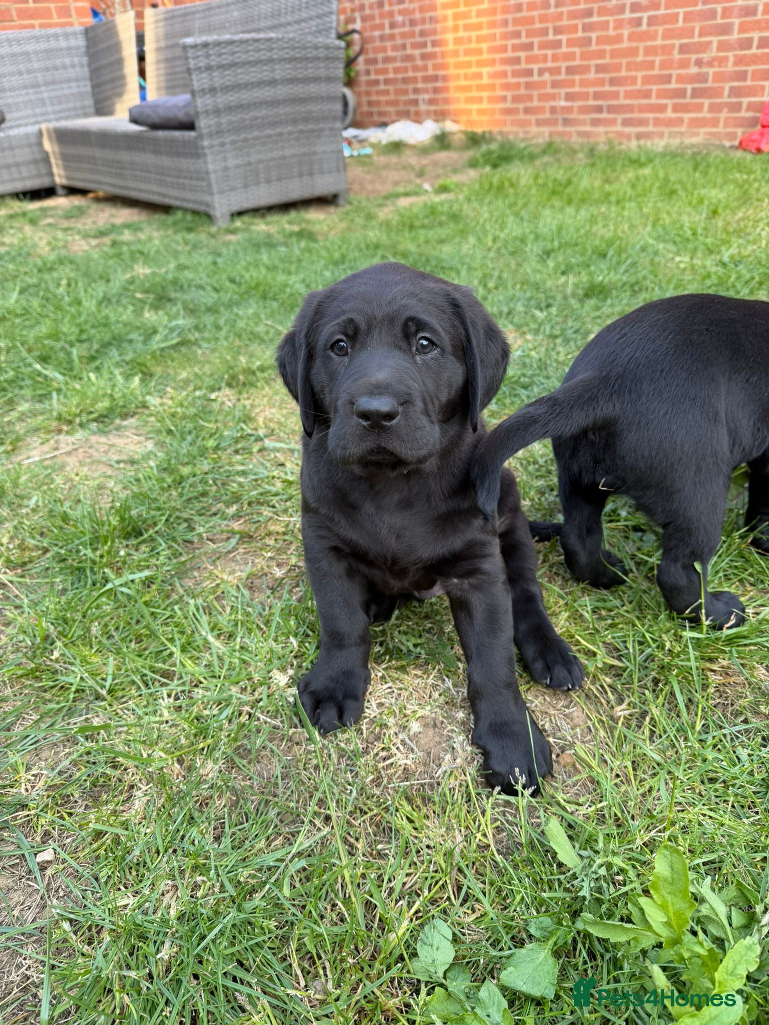 Labrador Retriever dogs Black KC registered labradors for sale  - Advert 1